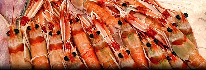 Shrimp Fresh from the sea and ready to eat at Abastos Central Market, Jerez Spain