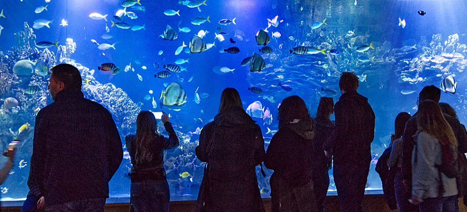 The Oceanografic Valencia Spain, is by far the largest aquarium in Europe 